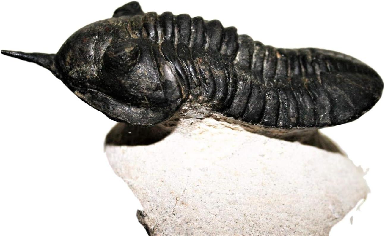 Morocconites Trilobite Fossil Morocco 390 Million Years Old #14916 13o