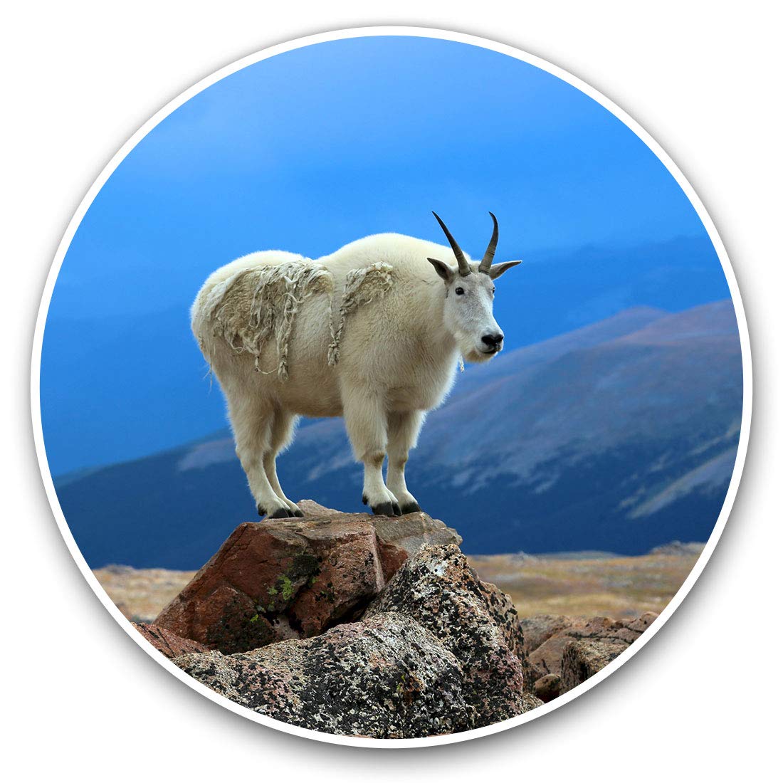 Destination Vinyl Ltd Cute Mountain Goat 12619 Vinyl Stickers (Set Of 2) 20Cm - Cute Beautiful Mountain Goat Laptop Tablet Luggage Scrapbook #12619