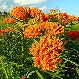 Outsidepride Butterfly Milkweed Seeds - 500 Pcs Perennial, Heat & Humid Tolerant, Pollinator-Friendly Wildflower Seeds, Ideal for Monarch Butterflies, Cut Flowers, Borders, or Meadows