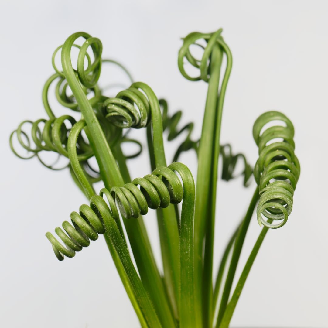 Perennial Albuca Spiralis/Rare and Beautiful Albuca Spiralis/Planting for Stunning Garden Displays-10bulbs-a