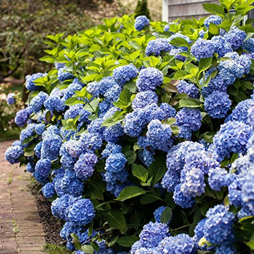 150+ Mixed Hydrangea Seeds Flowers Bush Plants Beautiful Smell Garden Decor Home Perennial Flower Plant Wedding, Outdoor Garden #TOP1