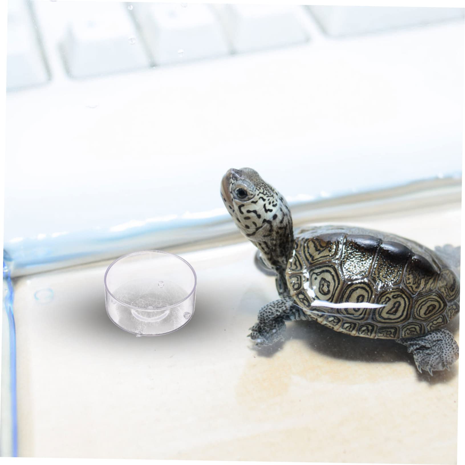 BESPORTBLE 150piezas Tazones Multifuncionales para Reptiles De Comida y Agua para Tortugas Geckos Serpientes y Accesorios para Terrarios para Pequeñas