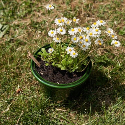 Lápices plantables Sprout 5 unidades HB grafito miniatura 5