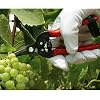 Gemplers Needlenose Fruit Pruner