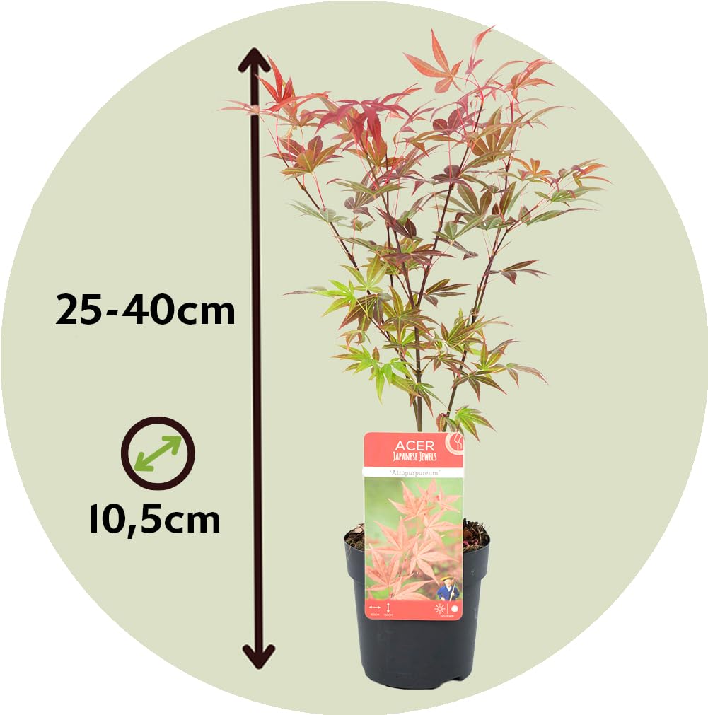 Plant in a Box - Arces japoneses resistentes al invierno - Set de 4 - Acer palmatum 'Atropurpureum', 'Going Green', 'Orange Dream', 'Butterfly' - Maceta 10,5cm - Altura 25-40cm