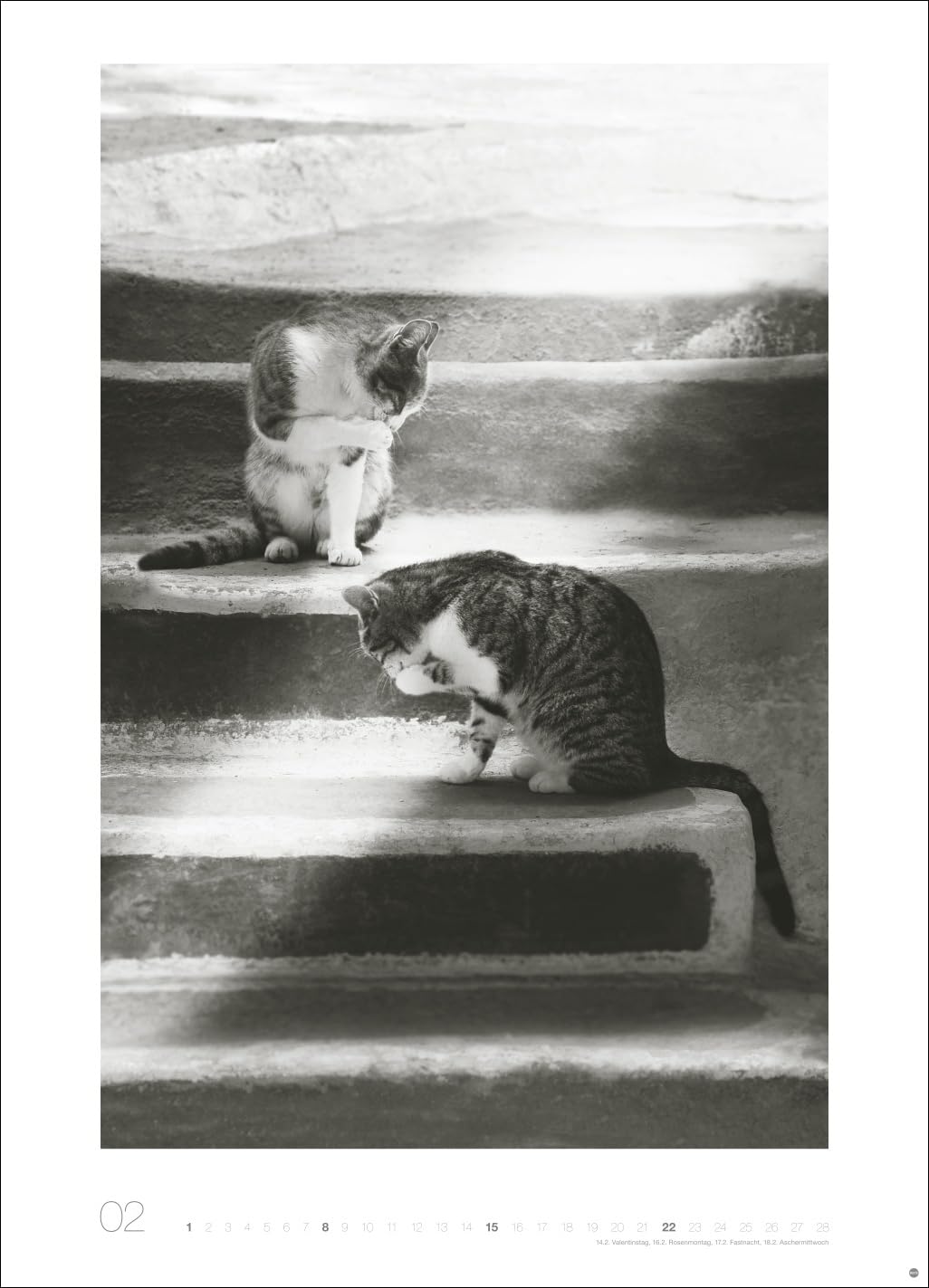 Cats Edition Kalender 2026: Elegante Samtpfoten in schwarz-weiß in einem XXL-Kalender. Tierkalender 2026 im Großformat. Hochwertiger großer Fotokalender für Katzenfans.