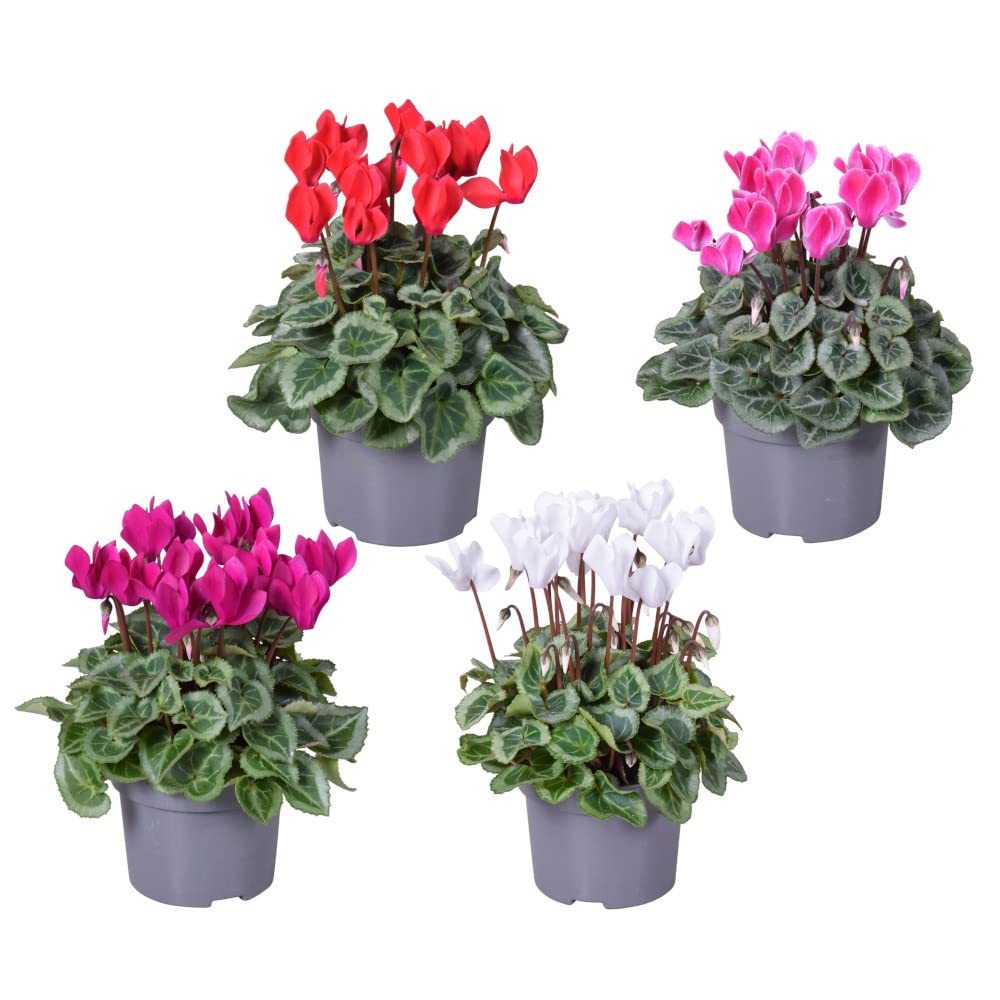 Set 4 Cyclamen PREMIUM Flores de Invierno de Colores