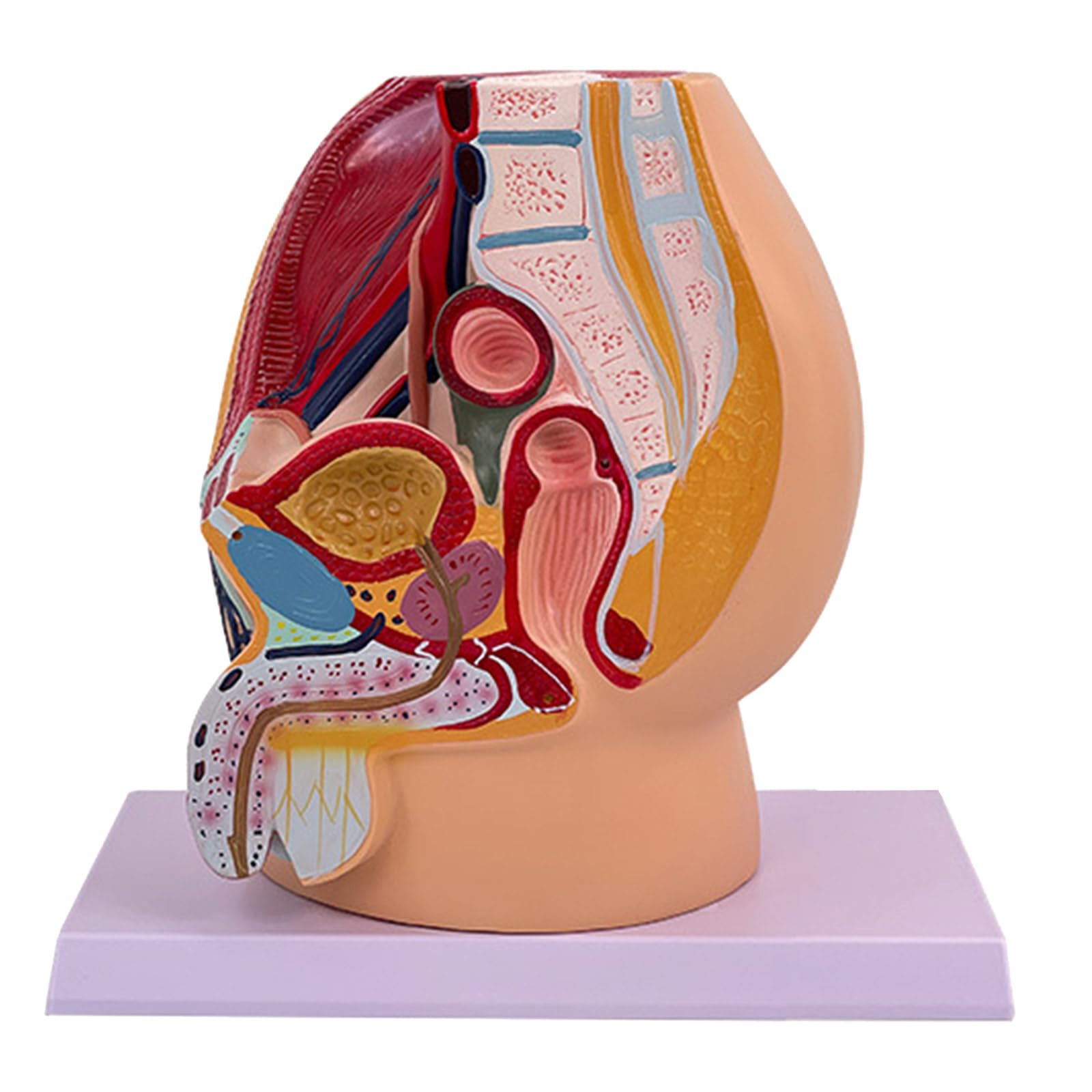 Modèle d'anatomie de la cavité pelvienne masculine en coupe sagittale pour démonstration