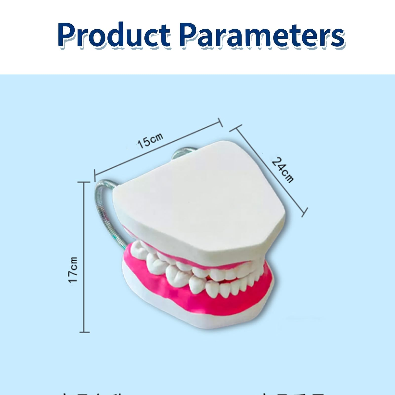 Modello di Denti Standard - Modello di Denti per Educazione - Modello Typodont Standard per Adulti per Dimostrazione di Protesi Dentale per Esposizione Pulita, Educazione