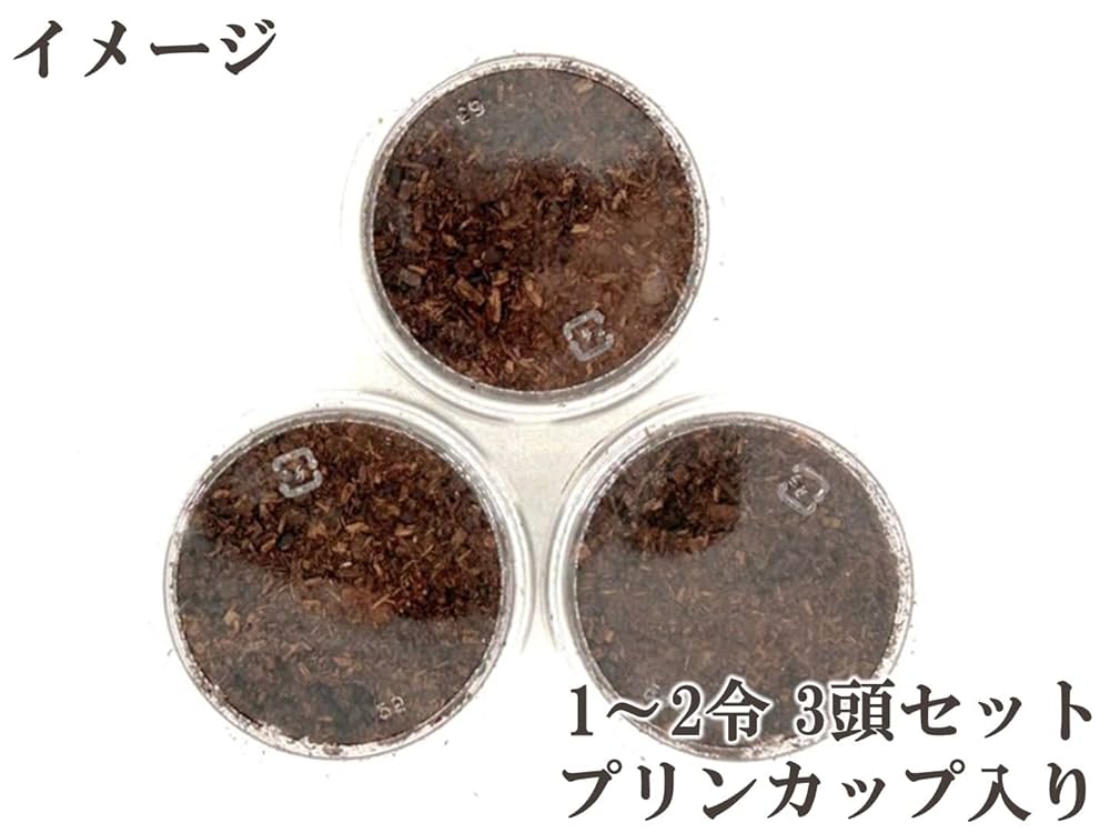 Amazon.co.jp: 【DDA】最大亜種！ コーカサスオオカブト