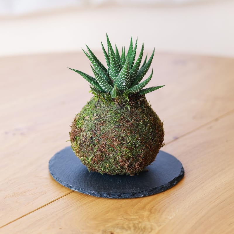 Kokedama mini Cactus Natural - Kokedama Interior | Bola de Musgo Vivo | Planta Natural | Planta Interior | Decoración Hogar | Fácil Cuidado y Mantenimiento