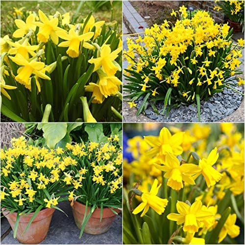 100 x Miniature Daffodils Tete A Tete Spring Flowering Dwarf