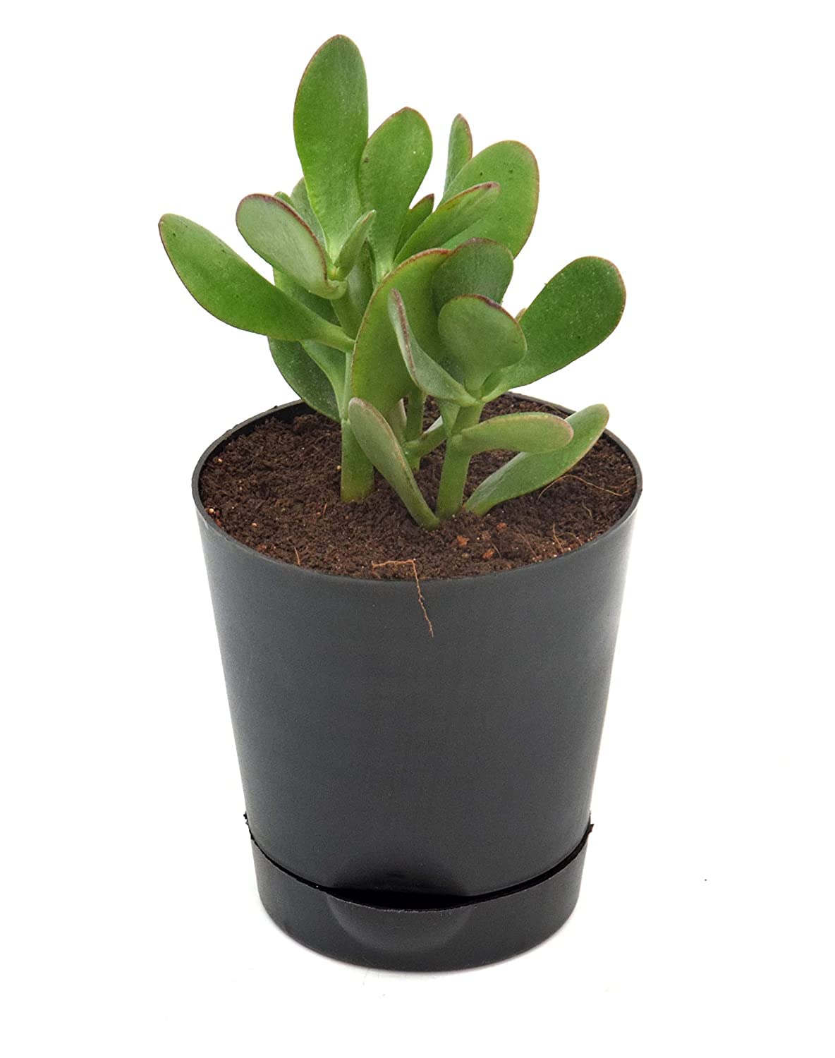 India Gardening Original Crassula Ovata Plant (good luck vastu plant) in Self Watering Pot (B0B71G7NMG) Amazon Price History, Amazon Price Tracker