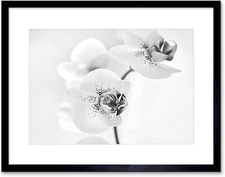 PHOTO NATURE PLANT ORCHID FLOWER BLACK WHITE FRAMED PRINT F12X4368