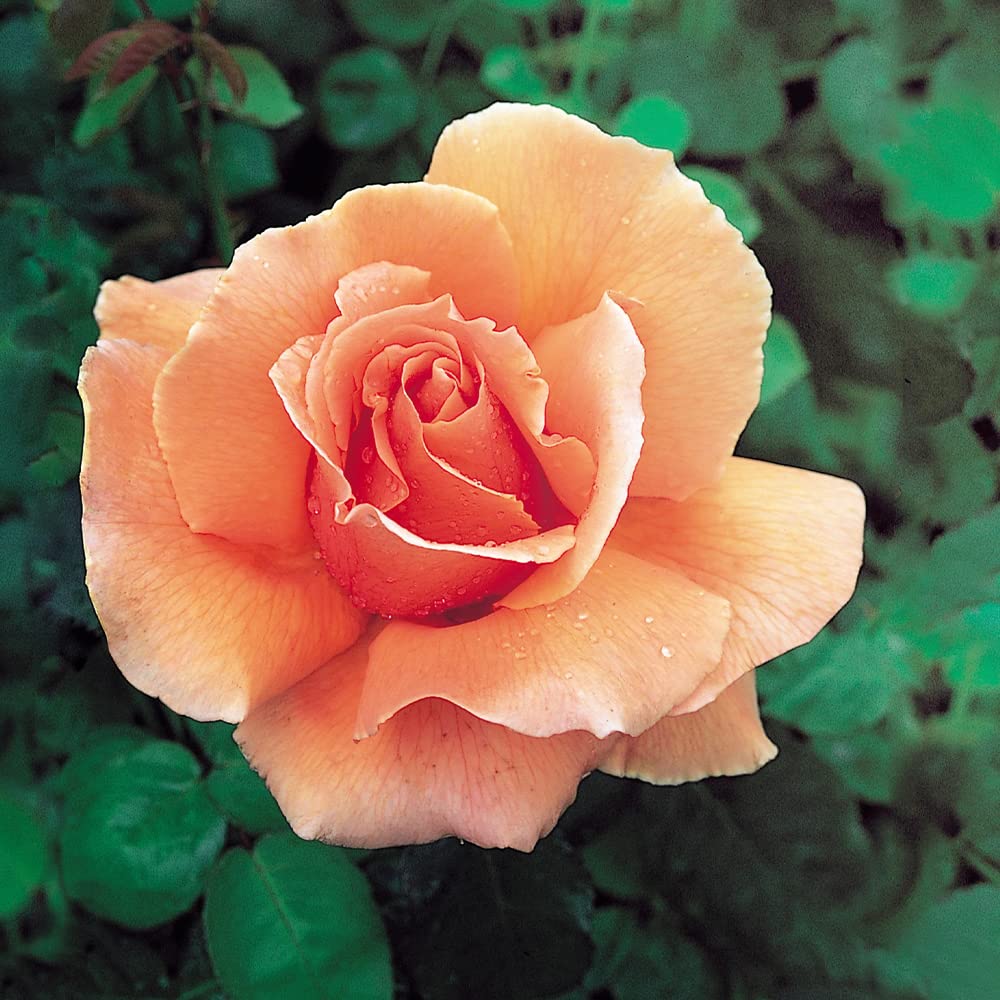 Amazon.co.jp: 薔薇の苗