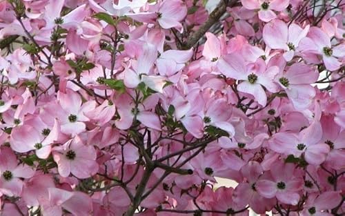Pink Dogwood 6-12" In Height 3"Pot #TOP1