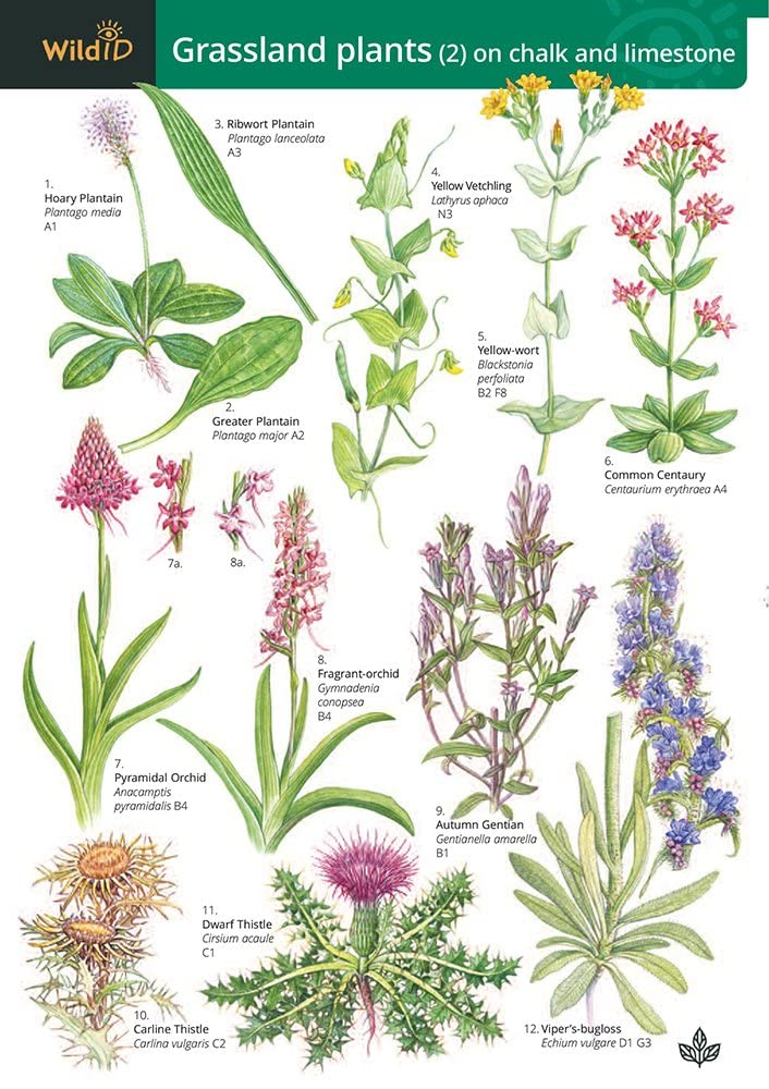 Guide to Grassland Plants 2 by Anne Bebbington (Other book format)