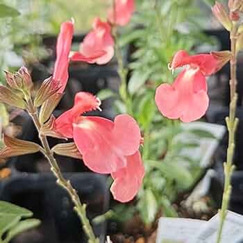 チェリーセージ ライトサーモン 挿し穂4本 チェリーセージ：ライトサーモンピンク3号ポット 4株セット の