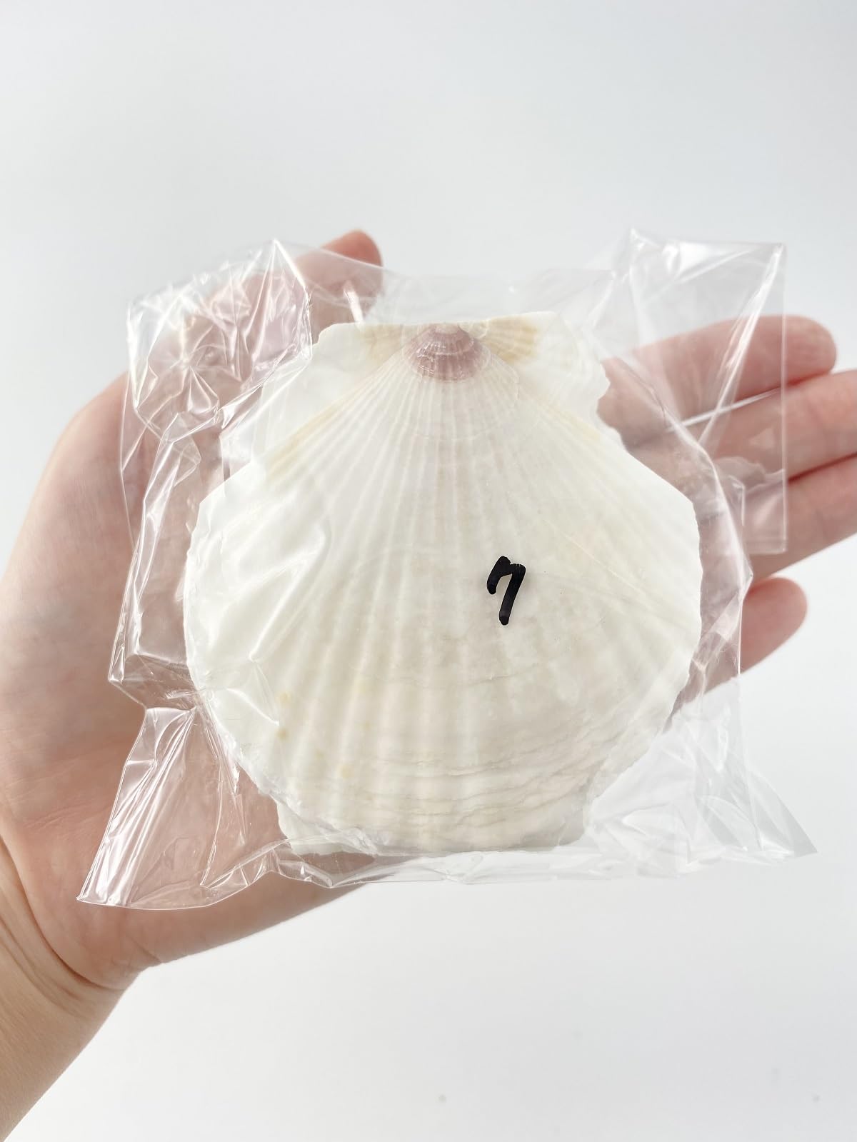 Amazon.co.jp: 【貝殻の問屋さん】ホタテ貝殻 （国産） 約7cm 10