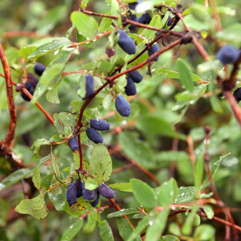 Live Blue Haskap Honeyberry Plant, 4 to 6 Inch Tall Honeyberry Haskap Plant Live, Honeyberries Haskap Bush Plant, Live Haskap Plant for Outdoor Garden