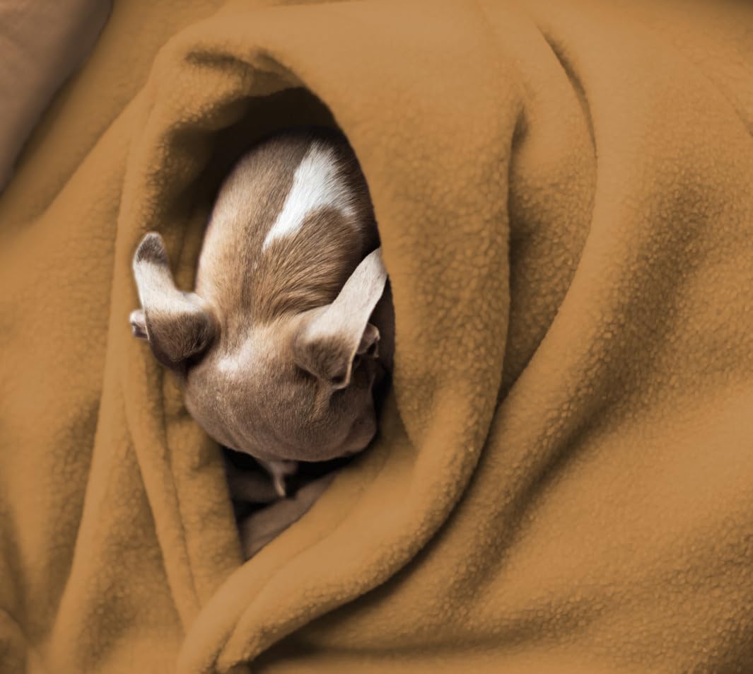 THE HOME TALK Fleece Blanket for Kids/Pets-42X29 Inch-Pack of 1|Polar Thermal Lightweight Spread|Soft Plush Material|All Season Comfort Blankets for Small Kids|Pet Blankets for Dogs, Cats(Camel) 2