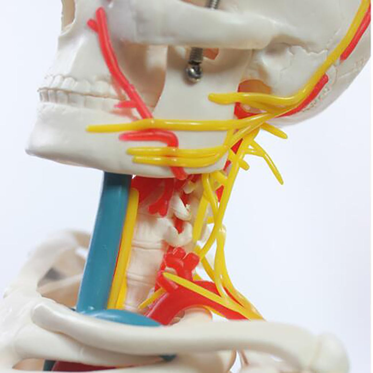 Model szkieletu ludzkiego o długości 85 cm z nerwami i naczyniami — anatomiczny układ szkieletowy z PVC