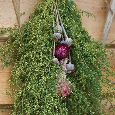 Pacchetto semi: 50 piccoli semi di dolce Annie FB163 (Artemisa Annua) :Seeds only