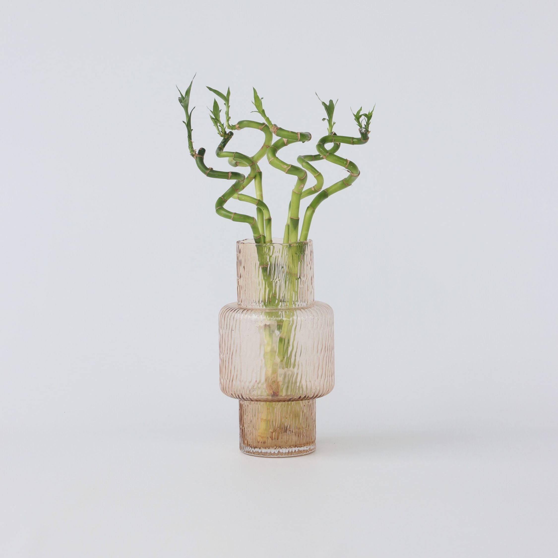 Plant in a Box - Dracaena sanderiana - Set de 12 - Lucky Bamboo - Plante de bambou porte-bonheur véritable - Hauteur 40-50cm