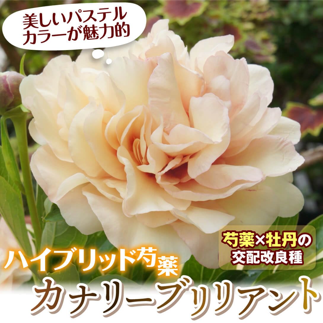 Amazon.co.jp: ハイブリッドシャクヤク 苗 カナリーブリリアント 1株