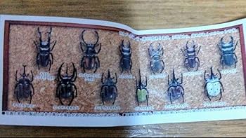 国産カブト・クワガタ　標本　34匹セット 大幅値下げしました】カブトムシ クワガタ標本セット - メルカリ