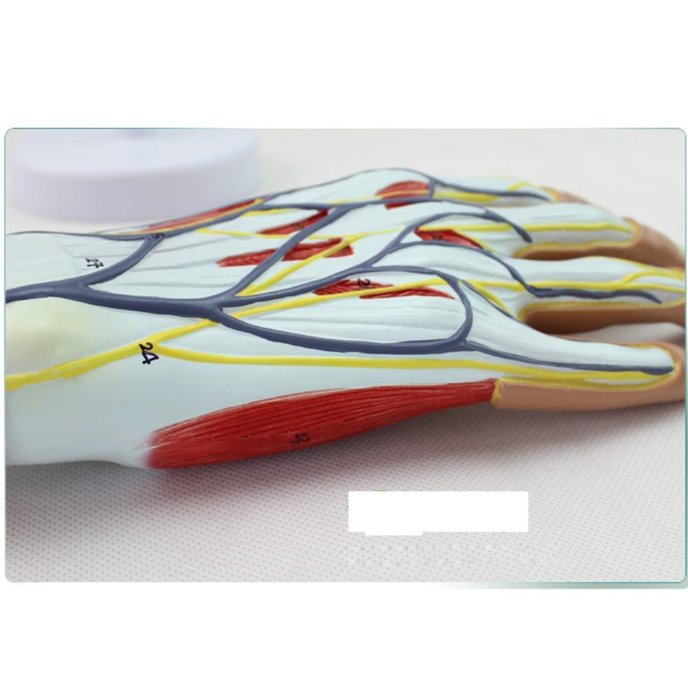 Model Anatomiczny Mięśnia Sercowo-Naczyniowego Dłoni, Model Ścięgna Mięśnia Sercowo-Naczyniowego, Odłączany, 4 Części, Zaawansowane Malowanie Ręczne, Do Wyposażenia Laboratoryjnego, Ozdoby Naukowe