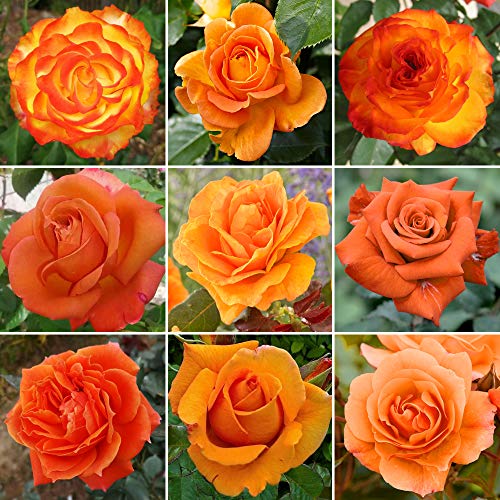GardenersDream Orange Rose Bush Potted - Outdoor Garden Plants Ready to Plant - Climbing Roses for Garden with Fragrant Flower Rose Trees - Colourful Roses for Outdoor Gardens - (20-50cm Incl. Pot) GardenersDream Orange Rose Bush Potted - Outdoor Garden Plants Ready to Plant - Climbing Roses for Garden with Fragrant Flower Rose Trees - Colourful Roses for Outdoor Gardens - (20-50cm Incl. Pot)