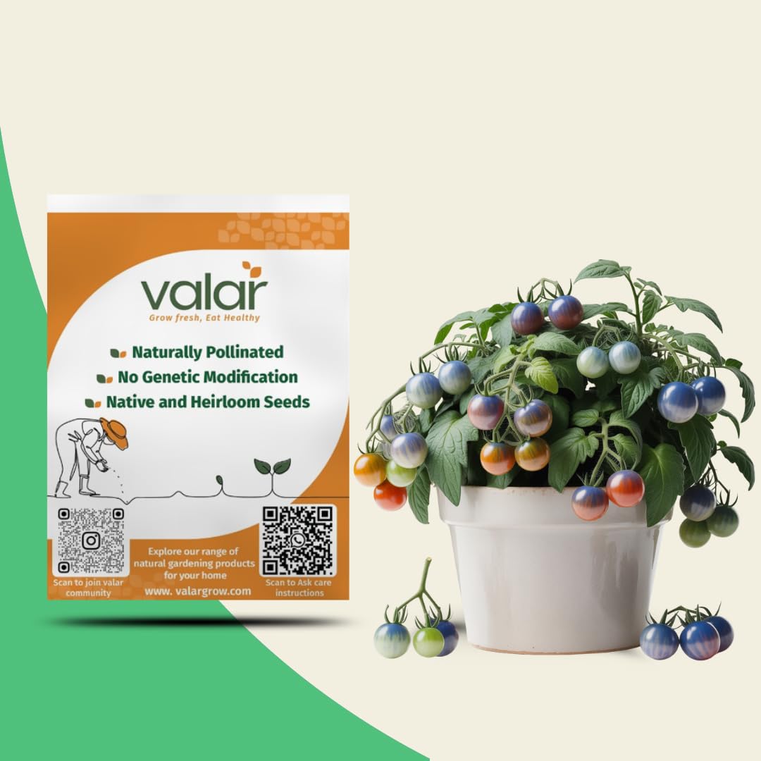 Valar Organic Blue Cherry Tomato Seeds | Open Pollinated Non-GMO Seeds | Home Gardening, Balcony Farming-image-14