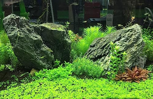 Seachem Flourish Potassium - fonte de potássio essencial para as plantas aquáticas - 250ml