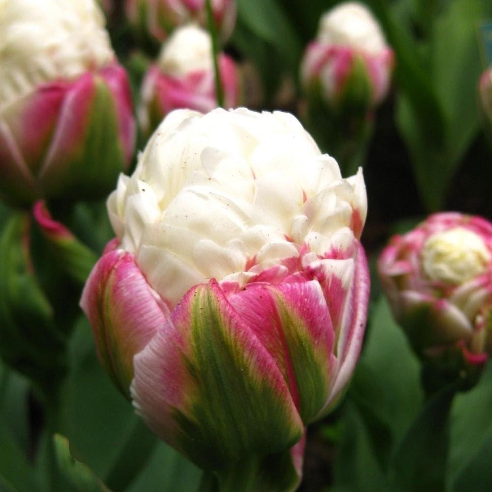 Rare 'Ice Cream' Tulip 5 Bulbs - Vanilla & Strawberry Scoop - 11/12 cm Bulbs