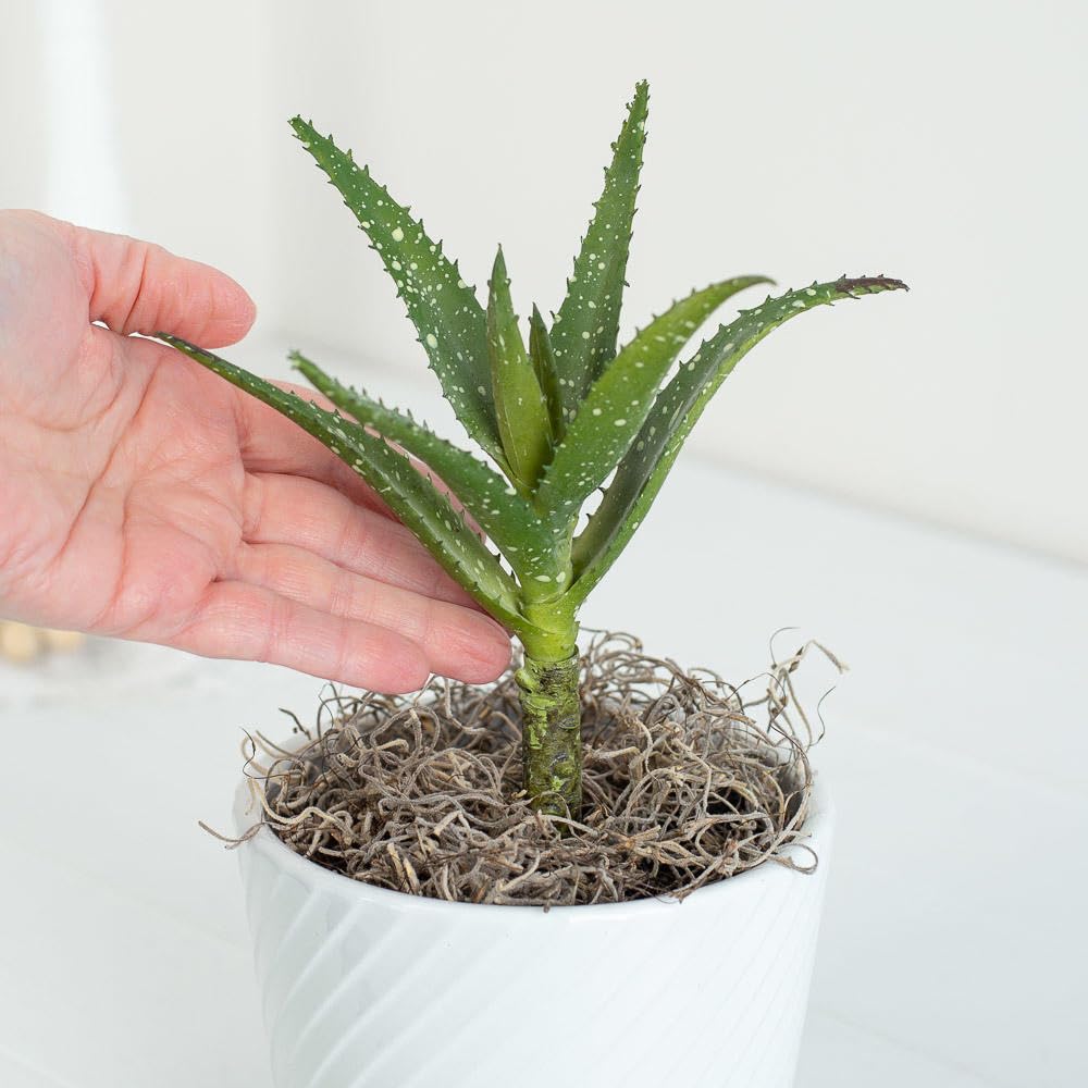 Amazon.com: Factory Direct Craft Artificial Aloe Vera Succulent Stems Set  of 2 - Fake Greenery for Arrangements and Displays (8-1/2 Inches High) :  Home & Kitchen