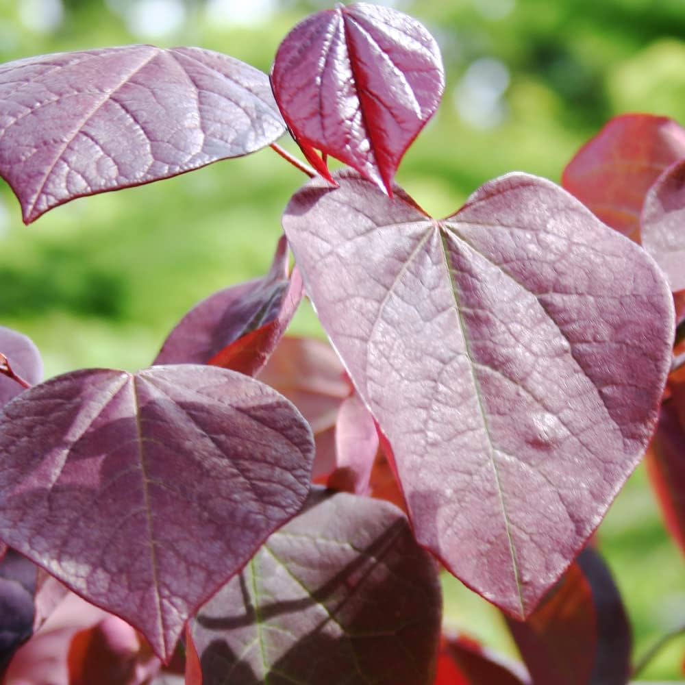 【現品発送・送料込み】アメリカハナズオウ 樹高170cm 特大苗•太幹 楽天市場】【現品発送】アメリカハナズオウ(ハートオブゴールド