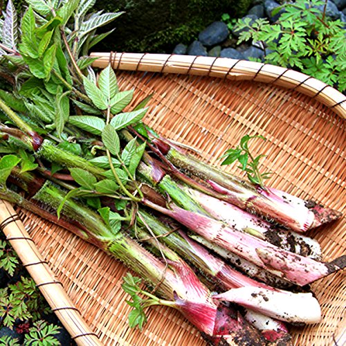 Amazon.co.jp: 北海道産 天然 山うど 2kg (冷蔵品) 春の味覚 山の幸