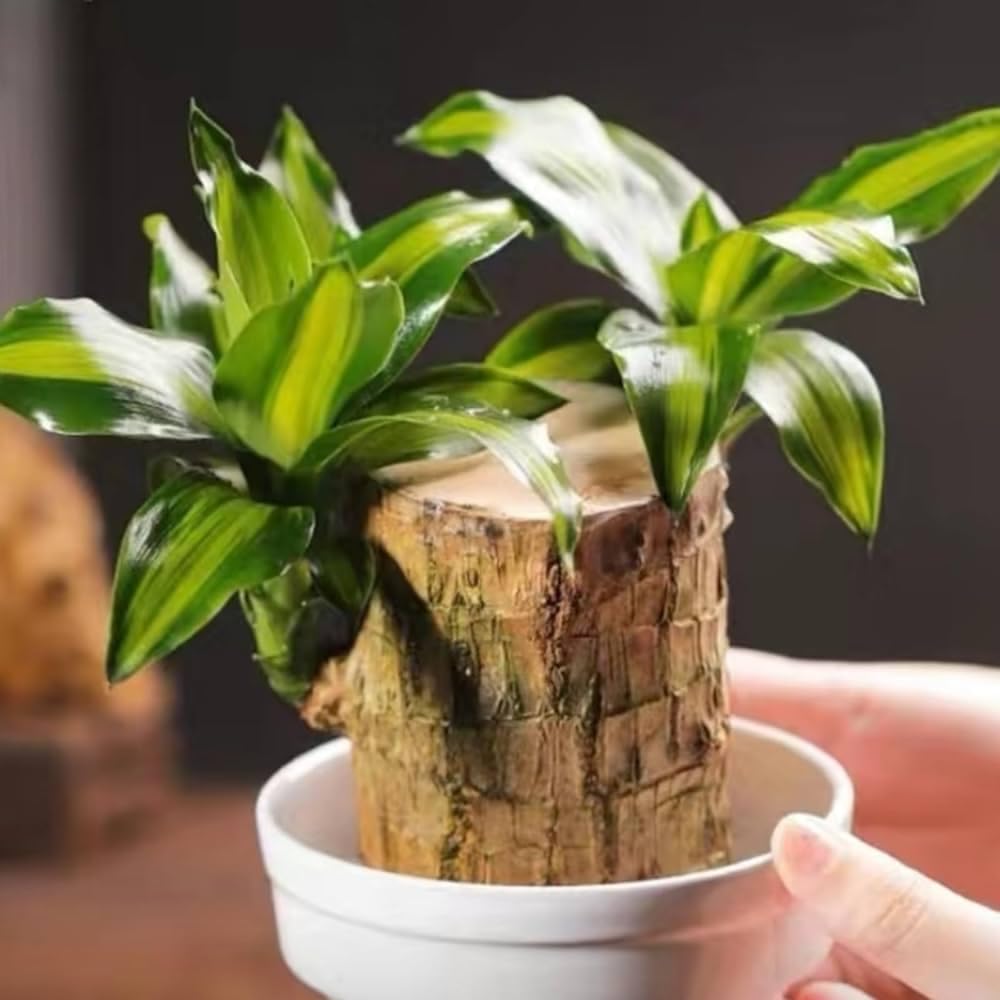 Brazilian Lucky Wood Plant Stand - Unique Decor -5