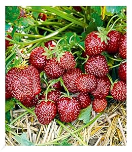 BALDUR Garten Erdbeere Hummi Aroma-Auslese, 3 Pflanzen