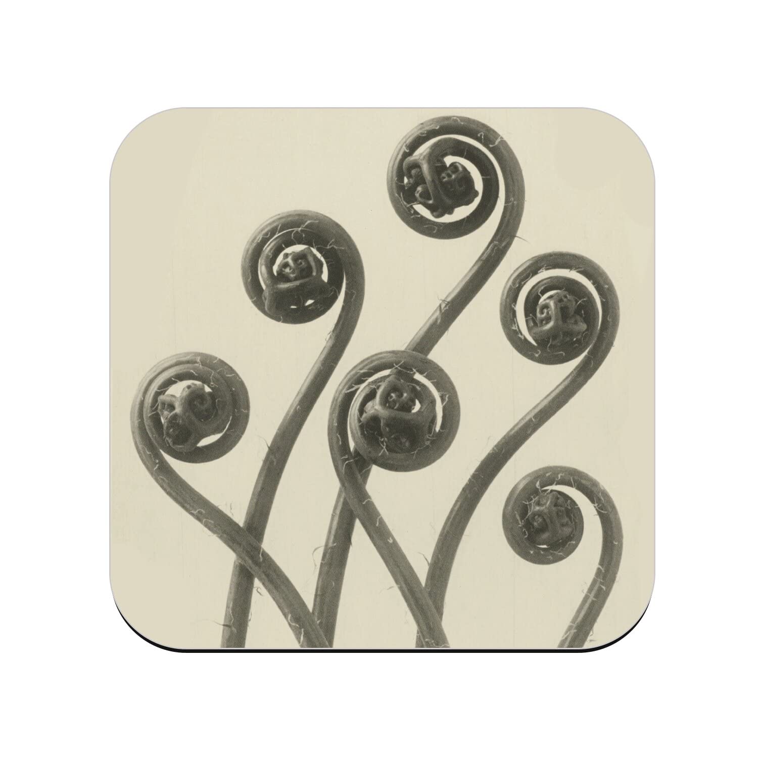 Untersetzer aus Kork  Farn Spirale Pflanze Natur Fotokunst altes Schwarz  und Wei Monochrom  6 Stck (95 x 95 mm) : Amazon.de: Kche, Haushalt & ...