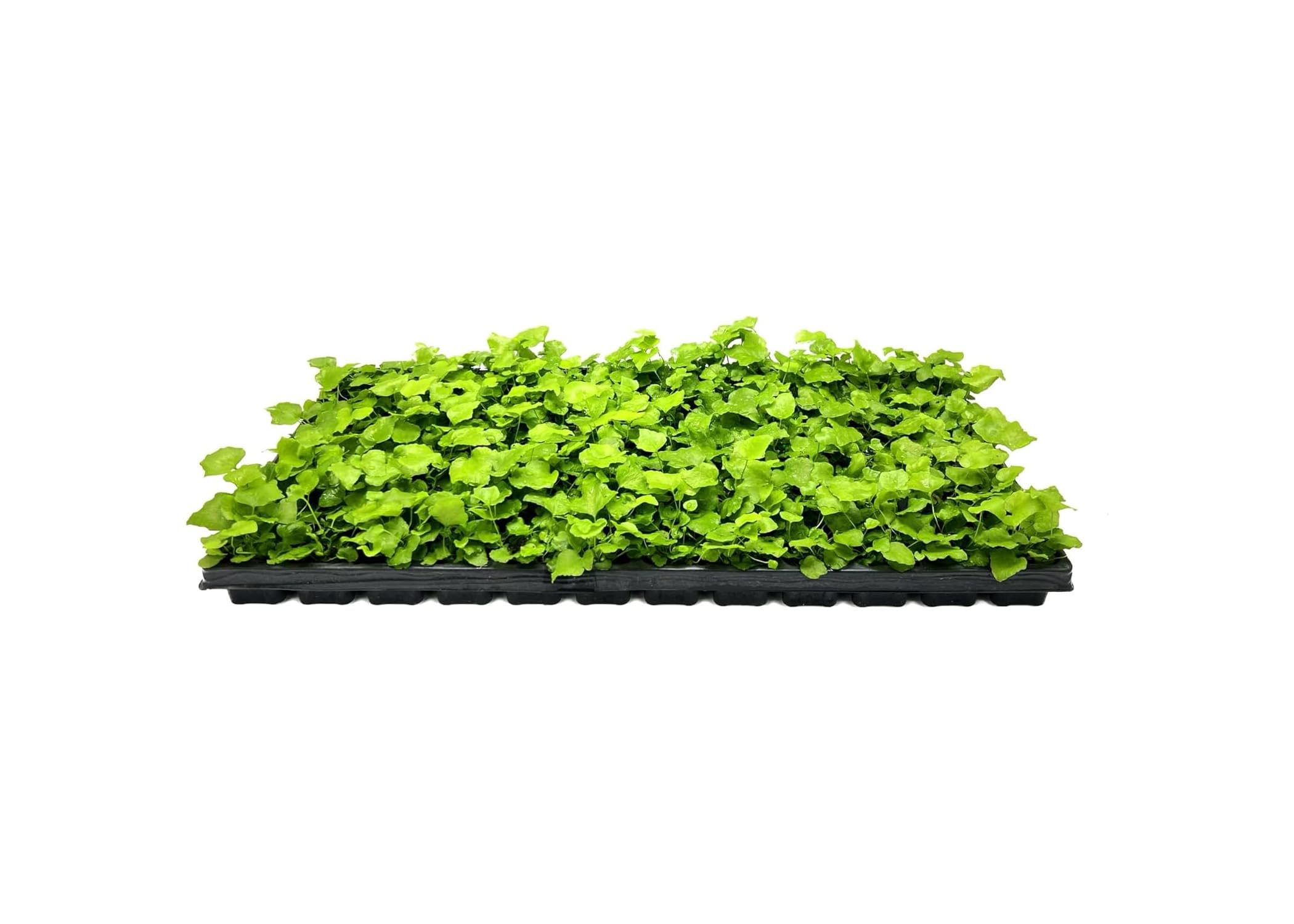 Amazon.com : Japanese Holly Fern - 3 Live Plants - Cyrtomium
