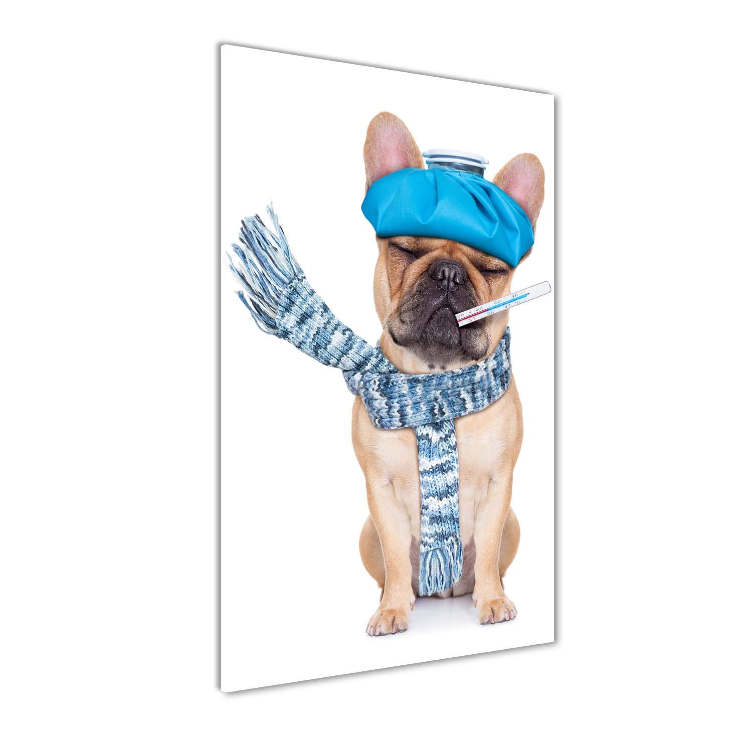 Image sur Verre Acrylique Bleu 50x100 cm | Tableau Mural Art Chien Tulup