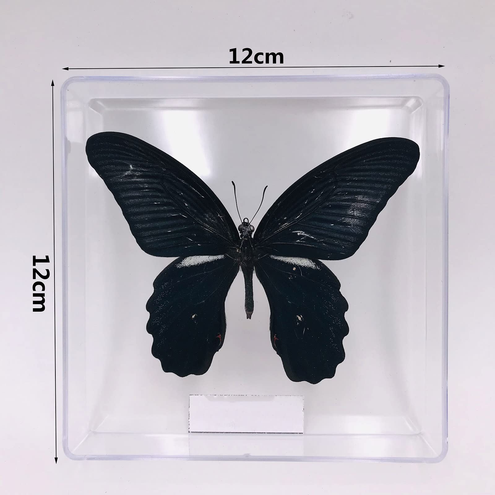 Campioni Insetti Reali In Resina - Farfalle E Insetti Per Collezione O Artigianato, 12x12 Cm - Foto 7