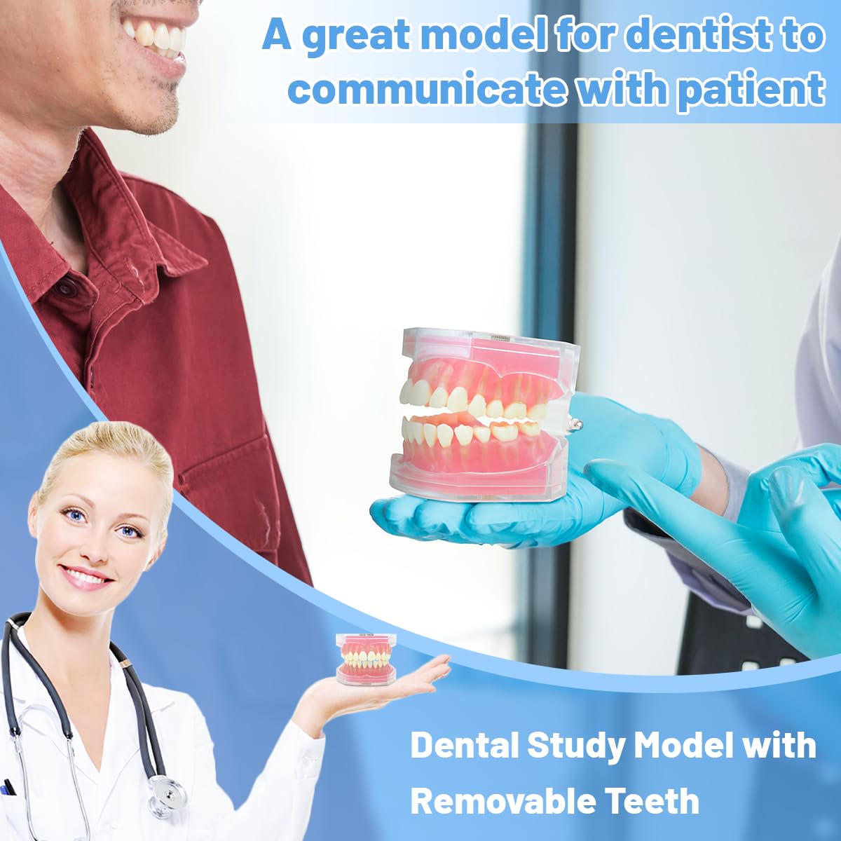 Dental Demonstration Teeth Model with All Removable Teeth, Standard Study Teaching Dental Model Teeth Education and Demo Typodonts Model Ideal for Dental Professionals and Students