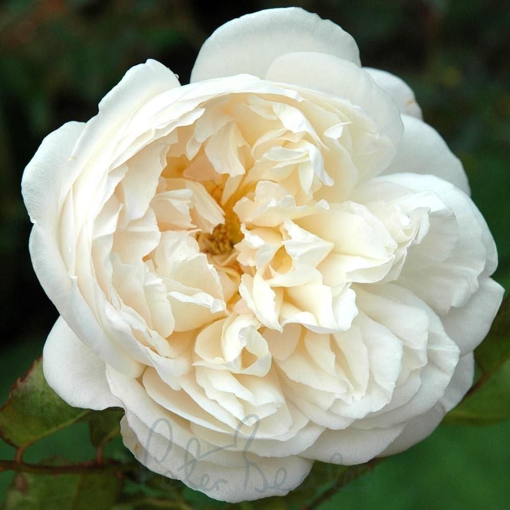 Peter Beales Roses Gruss An Aachen Rose, Creamy-white, Repeat Flowering, Very Fragrant, 60cm x 45cm