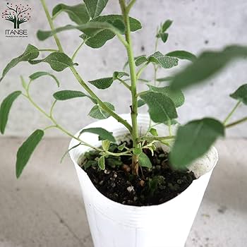 ユーカリ科さま専用 観葉植物 ユーカリ 7号 グニー コーディル シリンダー ブラック