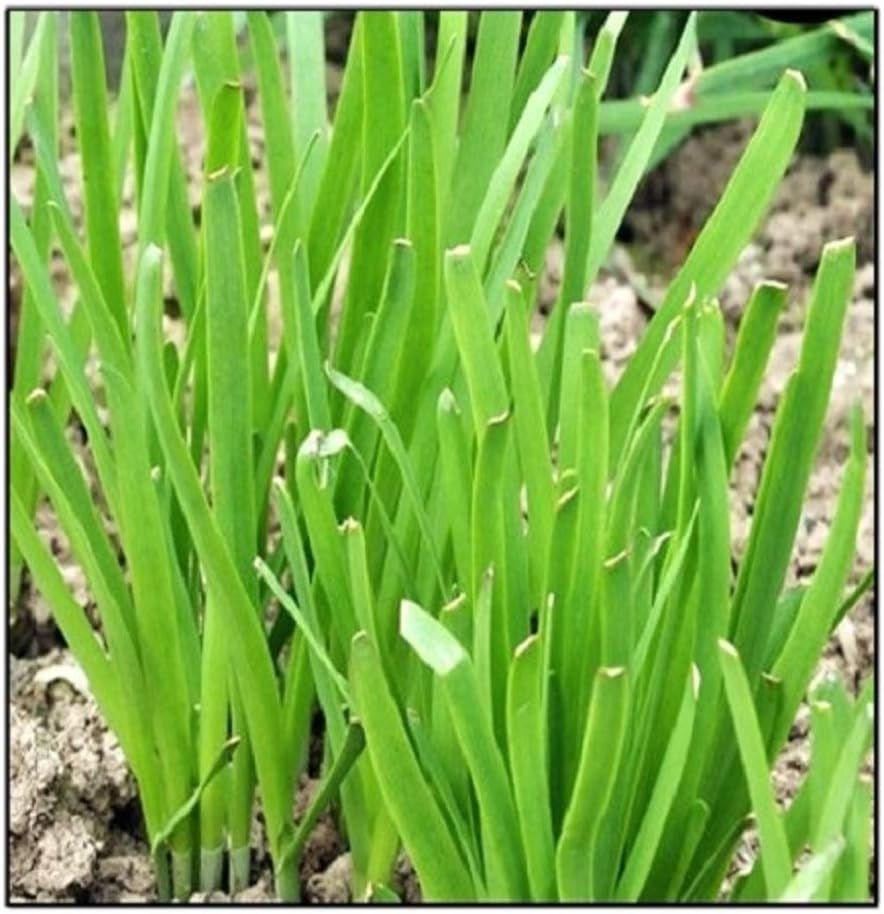 250 Garlic Chives Seeds | Non-GMO | Fresh Garden Seeds