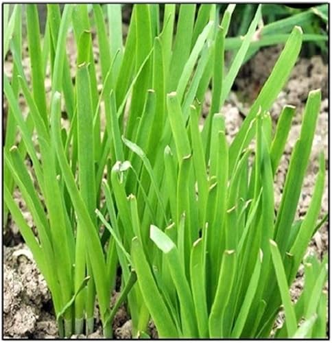 250 semillas de cebollino de ajo | Sin OMG | Semillas frescas de jardín