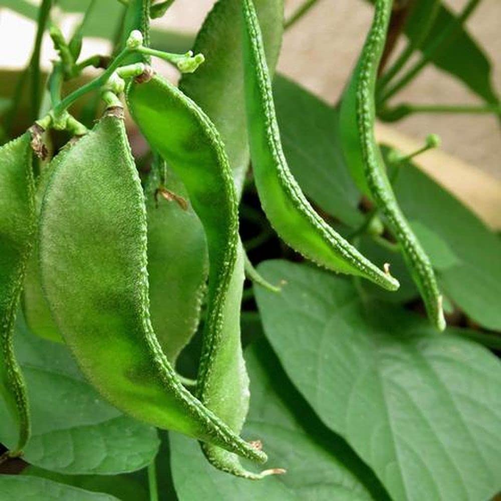 Live Green Vegetable Seeds | Dolichos Beans Vegetable Seeds For Gardening (50 Seeds Pack) (B099K21NX8) Amazon Price History, Amazon Price Tracker